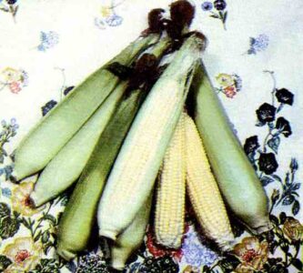 Garden Season: Super Sweet Corn Varieties Image